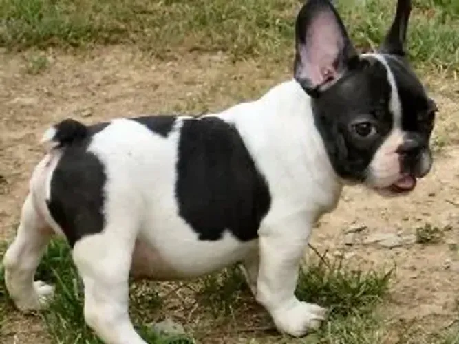 Bulldogue Francês Um Novo Amigo Pronto Para Dividir Momentos Inesquecíveis 