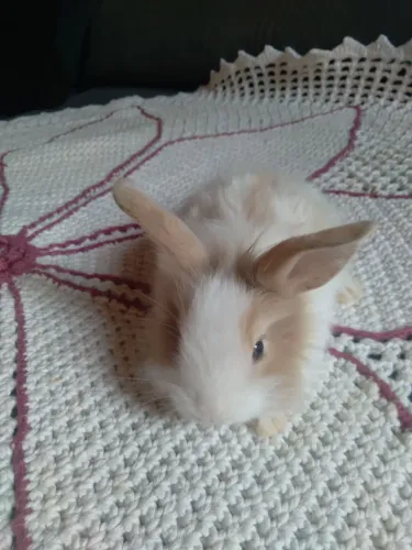 Filhote de coelhos comum