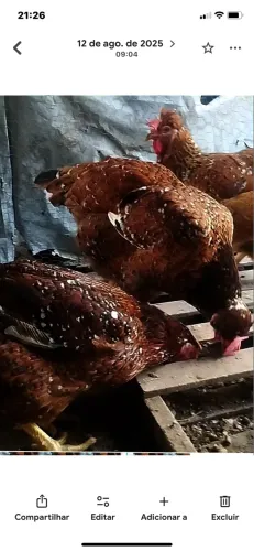 gsb, galinha balão sertaneja
