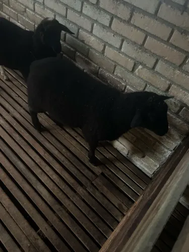 Carneiro texel puro