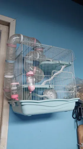 Gaiola para hamster 
