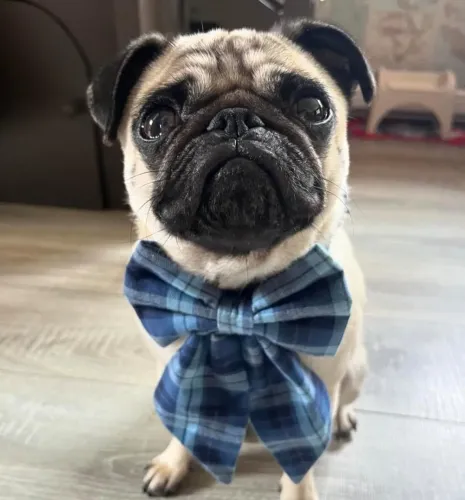 Filhote pug, Dê um lar a um filhotinho e ganhe um amor para sempre!