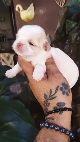 Shih Tzu fêmea exclusiva totalmente exótica