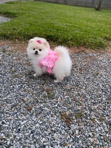 Lulu da pomerania fêmea