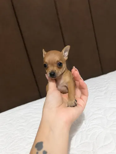 Filhotes de Pinscher micro machinho, disponível para entrega ( WhatsApp * )