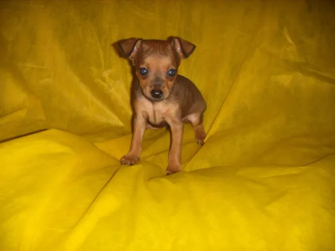 Pinscher fêmea...micra...Vacinada...ac.Cartão.
