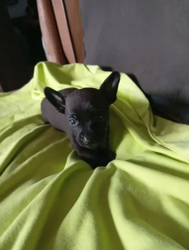 Lindo filhote de pinscher