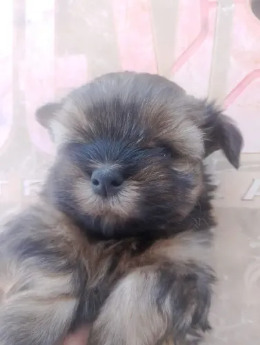 Filhote de lhasa apso