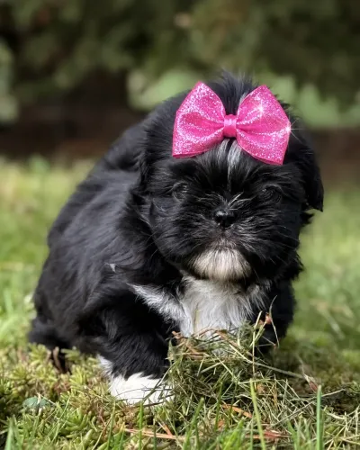 Perfeitinha Shih tzu fêmea pretinha lindinha