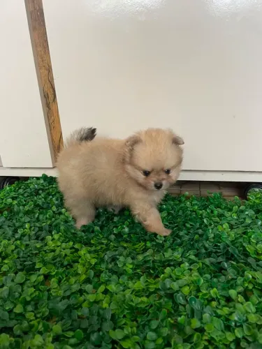 Vende se filhote lulu da pomeranea