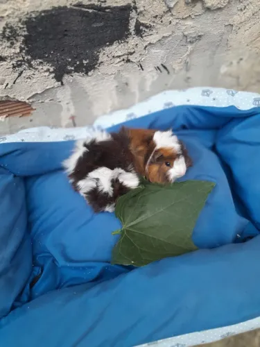 Vendo Filhotes  de porquinho da India Peruano