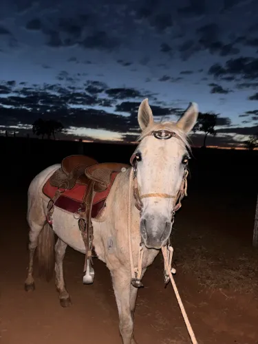 Cavalo manso