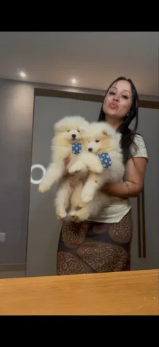 Samoieda fêmea e macho 