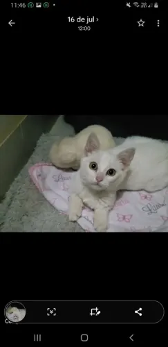 Mude a realidade de uma gatinha resgatada filhote