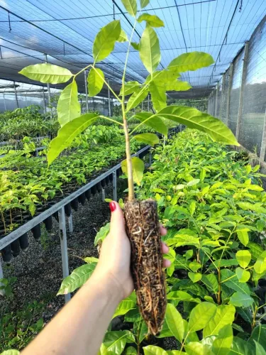 Mogno Africano 100 unidades (Khaya grandifoliola) 