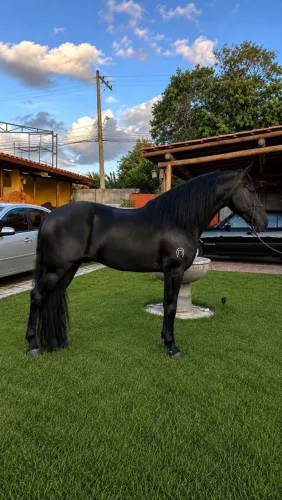 CAVALO PRETO REGISTRADO
