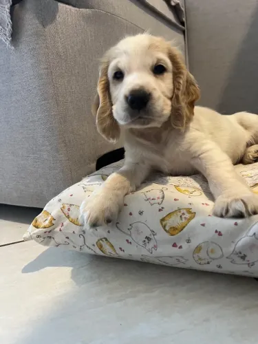 Filhote de Cocker Spaniel Inglês