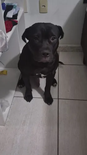 Cachorro Pitbull.