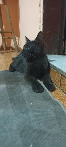 Gatinho preto dócil e manhoso.