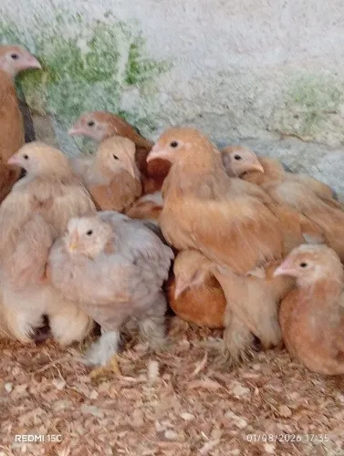 Franguinhos Brahma 