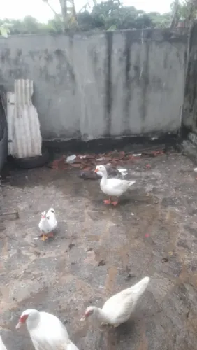 Ganso, Galinhas e Pato
