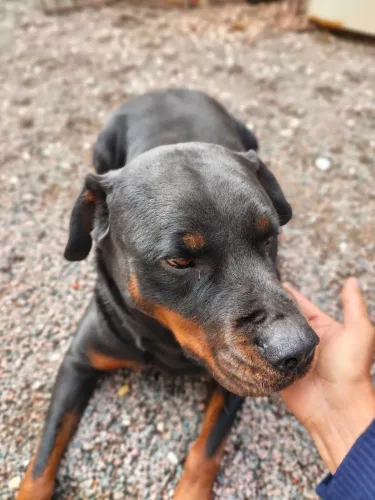 Doação cachorro castrado