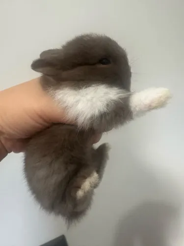 Netherland Dwarf