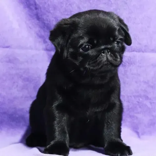 Filhotes de Pug | Um pedacinho de amor no lar.