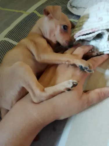 Vendo filhote de pinscher n°1