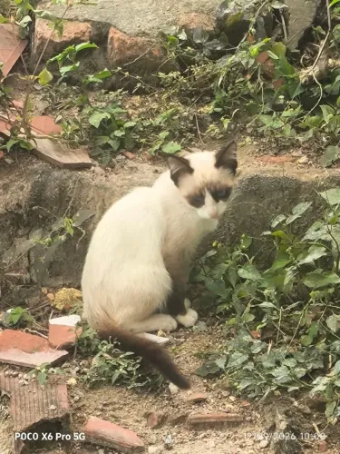 Gatinho para adoção 