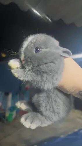Netherland Dwarf