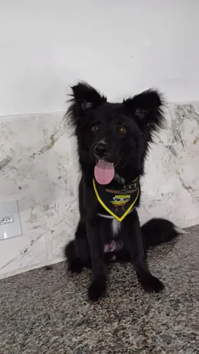 Cachorro porte médio