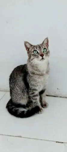 Linda gatinha castrada de olhos verdes para adoção responsável.