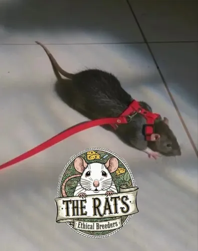 Ratinho twister de estimação (roedor, hamster, camundongo)