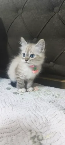 Linda Gata Angorá Fêmea