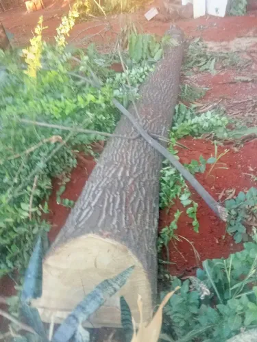 Vendo tronco de castanheira bruto para interessado