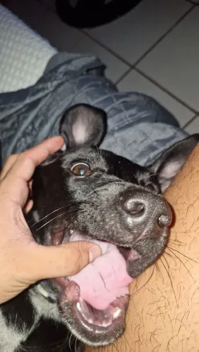 Doação macho cachorro  4 meses vacinado 