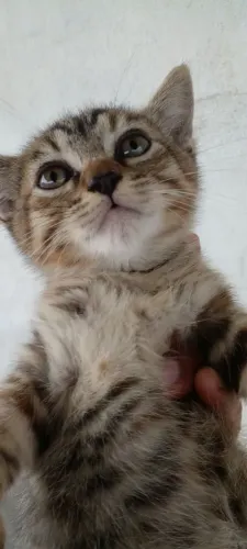 DOAÇÃO DE GATINHOS FOFOS