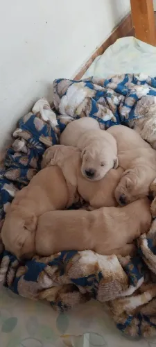 Goldenzinhos retrivier