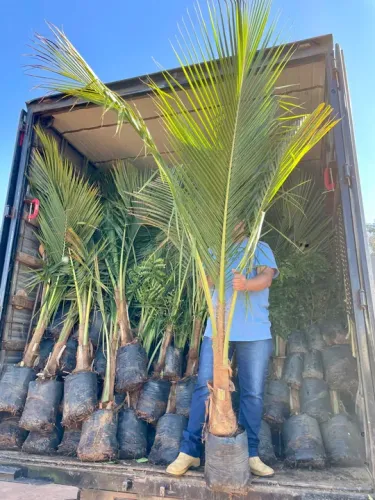 Muda de Coco Anão com 2 metros de altura 