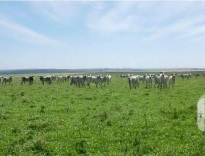 Fazenda 200 alqueiro de oportunidade