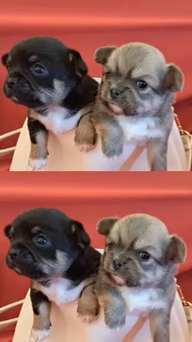 Chihuahua Anão com pedigree transferido e vacinas inclusas!