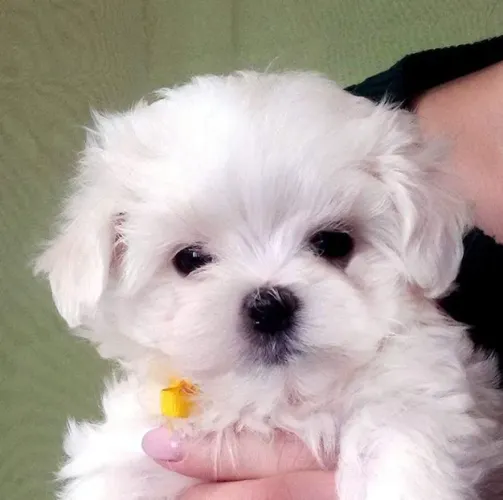 Maltês Mini Branco Macho - Pequeno, Leal e Muito Afetuoso!