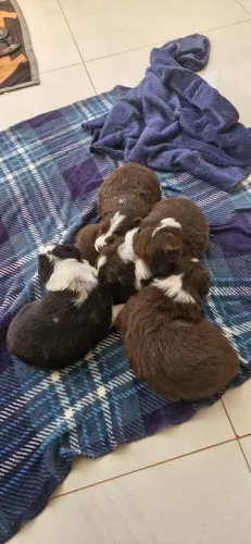 Border collie branco e chocolate 