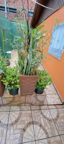 Vasos de Plantas