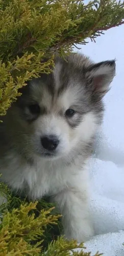 Filhote de Husky Siberiano com esses olhos vc jamais estará só 