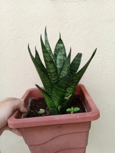 Mini espada de são Jorge