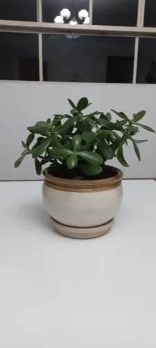 Planta Jade