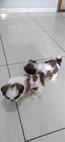 Filhote shih tzu, Um lar com amor começa com um filhotinho!