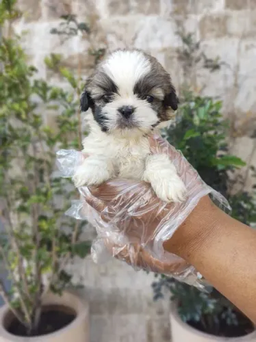 Lhasa Apso Fazemos criação profissional, com todo empenho, carinho e Amor